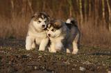 ALASKAN MALAMUTE 617